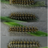 melit didyma larva4 volg2